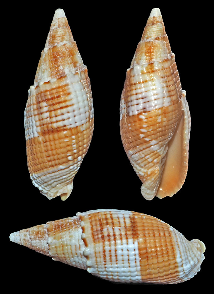Strigatella imperialis