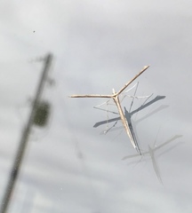 Hellinsia longifrons