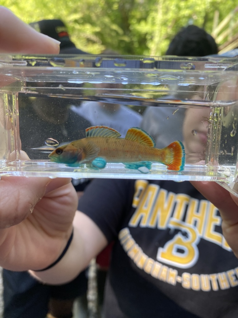 Greenbreast darter (Etheostoma jordani) — Percidae