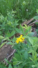 Thermopsis divaricarpa