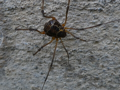 Eucynortula albipunctata