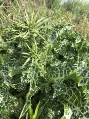 Silybum marianum