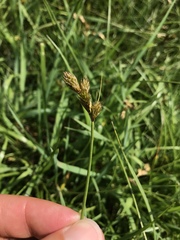 Carex leporina
