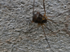 Eucynortula albipunctata