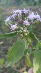 Chromolaena hookeriana