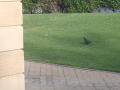 Columba livia domestica