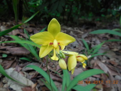 Spathoglottis gracilis