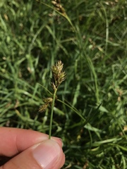 Carex leporina