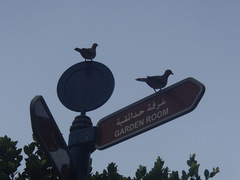 Streptopelia decaocto