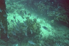 Abudefduf vaigiensis