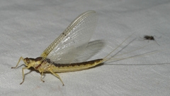 Pentagenia vittigera