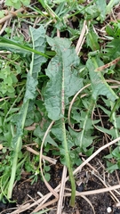 Rumex crispus