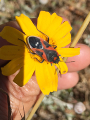 Lygaeus kalmii kalmii