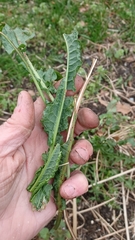 Rumex crispus