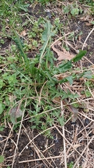 Rumex crispus