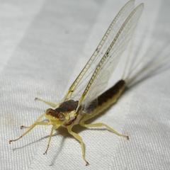 Pentagenia vittigera