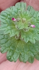 Lamium amplexicaule