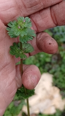 Lamium amplexicaule