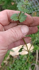 Lamium amplexicaule