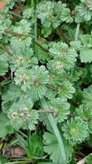 Lamium amplexicaule