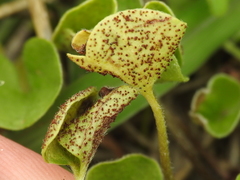 Puccinia dichondrae