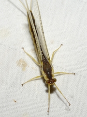 Pentagenia vittigera