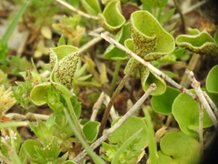 Puccinia dichondrae