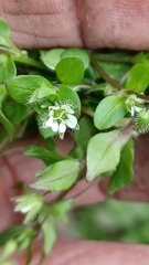 Stellaria