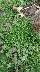 Stellaria