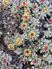 Eriogonum caespitosum