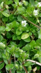 Stellaria