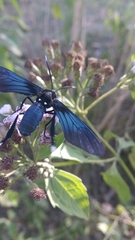 Macrocneme leucostigma