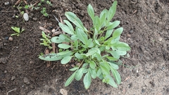 Coreopsis lanceolata