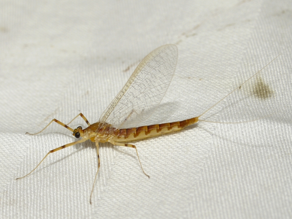white crabwalker mayfly