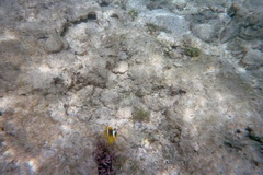 Amphiprion bicinctus