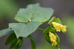 Lonicera involucrata involucrata