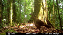 Highland Guan photo 3