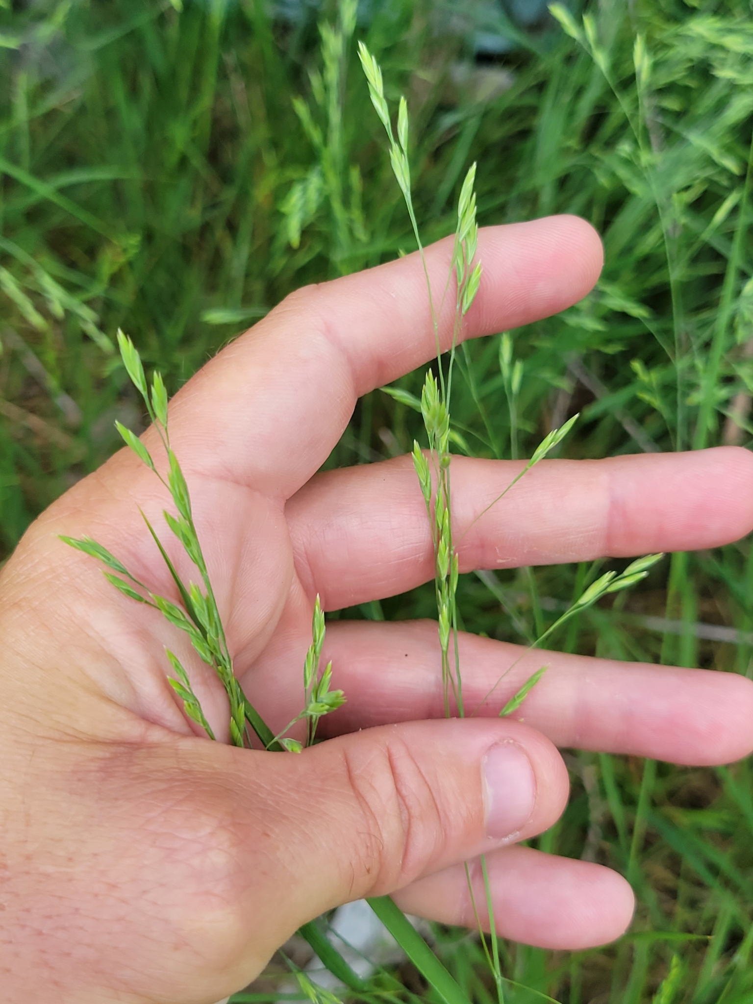 Festuca versuta