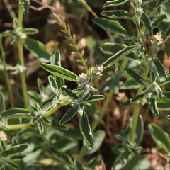 Atriplex suberecta