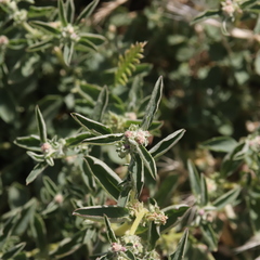 Atriplex suberecta
