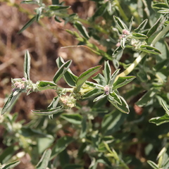 Atriplex suberecta