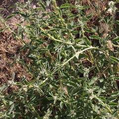 Atriplex suberecta