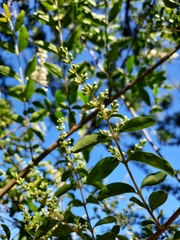 Ligustrum sinense