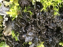 Scytinium polycarpum