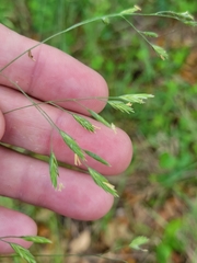 Festuca versuta