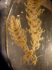 Lamprothamnium compactum