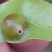Amphibolips quercusrugosa - Photo (c) laurasea, algunos derechos reservados (CC BY-NC), subido por laurasea