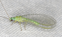 Mallada tripunctatus