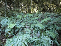 Blechnum procerum