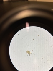 Acaridae